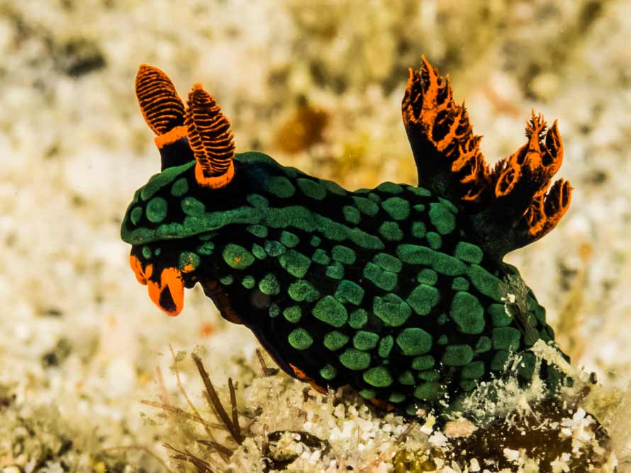 Nembrotha kubaryana